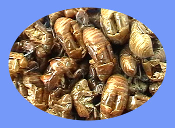 Cicada Slough (chan tui)