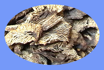 Cimicifuga Rhizome (sheng ma)