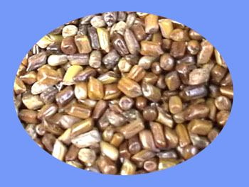 Cassia Seed (jue ming zi)