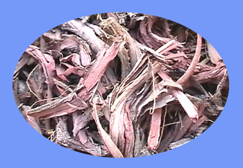 Arnebia (or Lithosperm) Root (zi cao)