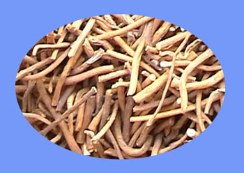 Swallowwort Root (bai wei)