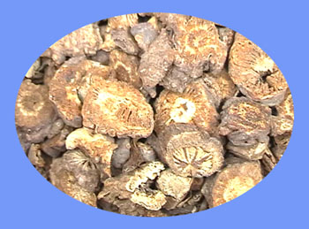 Notopterygium Root (qiang huo)
