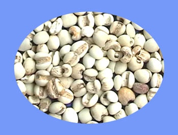 Coix Seed (yi yi ren)