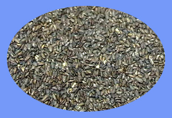 Plantago Seed (che qian zi)