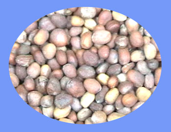 Radish Seed (lai fu zi)