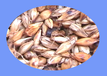 Germinated Barley (mai ya)  