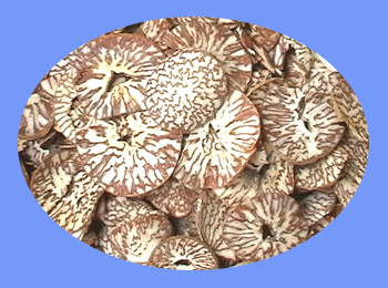 Areca Seed (bing  lang)