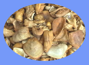 Pongolin Scales (chuan shan jia)