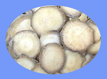 Giant Typhonium Tuber (bai fu zi)