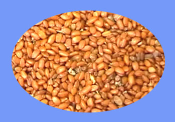 Lepidium Seed (ting li zi)