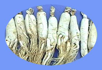 Ginseng (ren shen) 