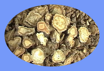 Chinese Angelica Root (dang gui) 